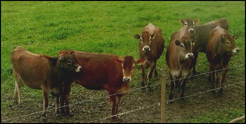 The group of cows that seemed interested in Larry