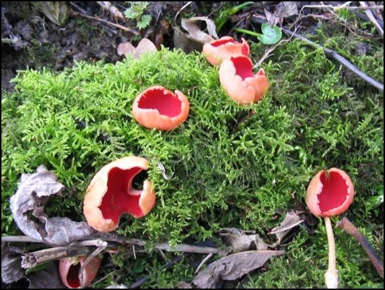 Strange looking fungi seen in woodland to the west of Wyaston.