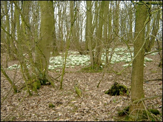 Snowdrops in the grounds of Yeldersley Hall.