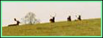 Deer on the 'Hill'.