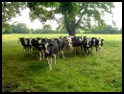 More cows as we approach Langley .