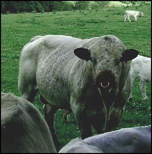 The Bull.