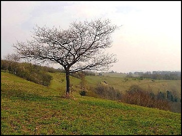Stinchcombe Hill.