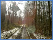 Looking back along the woodland trail .