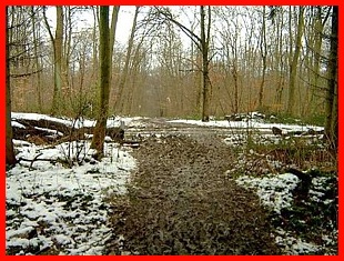 38 Muddy wood path
