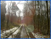 Looking back along the woodland trail .