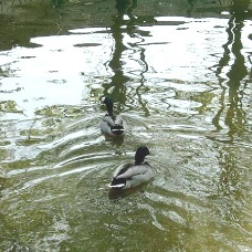 S2400053 Ducks