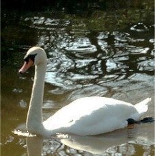 S2400057 Swan