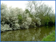 Peaceful Canal .