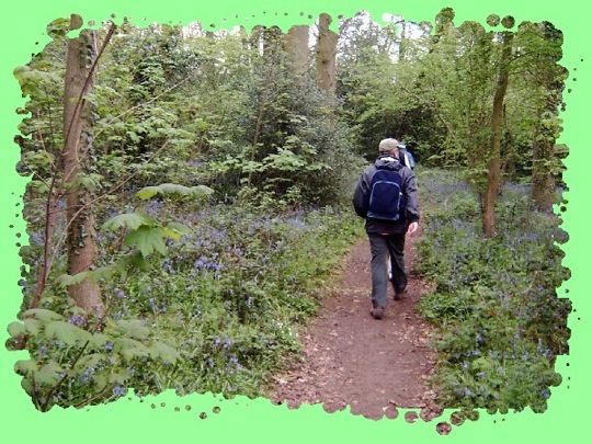 Still in the woodland, Jeff walks alongside the bluebells that were growing in profusion.