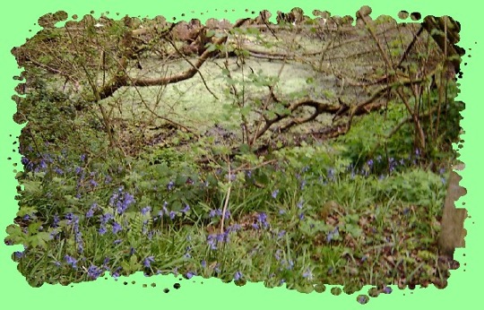 More bluebells in the woodland near the Rifle Range.