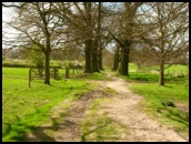 On  National Trust land.  This view of the avenue leading to Packwood House was taken earlier in the year .