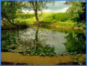 1.06 p.m. - Early afternoon shadows and reflections on a pond at Goadby Marwood .