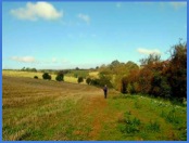 10.43 a.m. - Peter, a short distance in front, as we head towards the check point near Barkstone Wood .