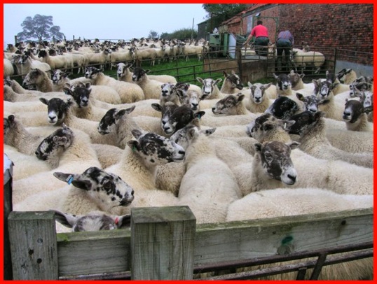 Sheep at Town End Farm .
