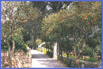 Oranges trees in March in Buskett Gardens.