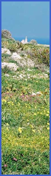 Looking across a large patch of flowers.