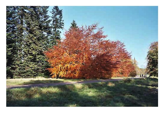 What a beautiful big tree