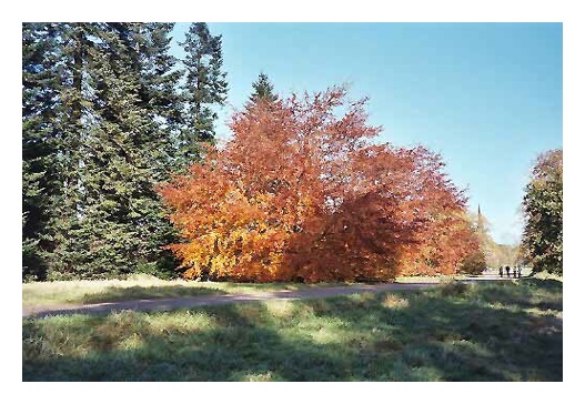 What a beautiful big tree