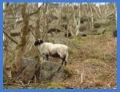 Sheep below Curbar Edge .