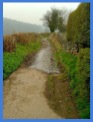 Soon the lane becomes a track .