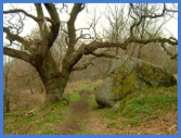 The path through Curbar Wood .