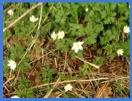 Wood Anemones .