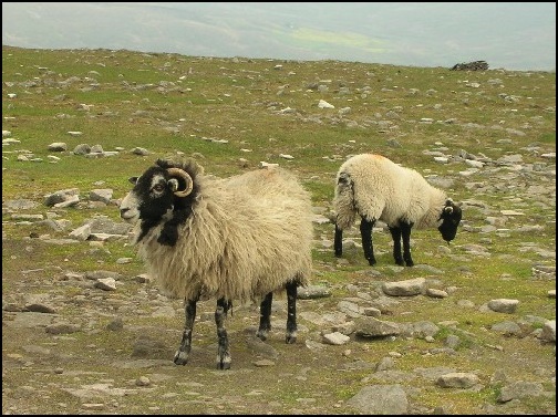 A couple of sheep on top of Ingleborough.